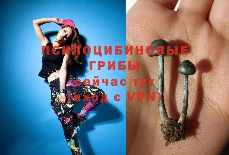 Галлюциногенные грибы Magic Shrooms  Ужур 